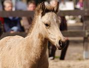 Heidar von Heidmoor g